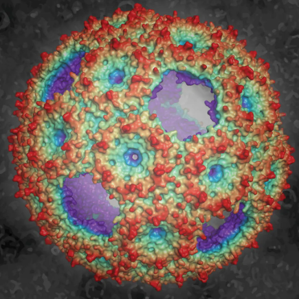rendering of the protein shell of a synthetic compartment
